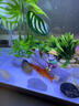 瘋狂水草（FKSC）金魚(yú)活魚(yú)苗觀(guān)賞魚(yú)魚(yú)缸小金魚(yú)淡水好養耐活冷水蘭壽錦鯉小型草金魚(yú) 【黃金錦鯉+草金】5-7cm混搭共7條 曬單實(shí)拍圖