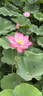連拓 USB轉(zhuǎn)SATA(7+6P)光驅(qū)轉(zhuǎn)換器 筆記本電腦外置DVD移動光驅(qū)盒轉(zhuǎn)接線 USB2.0易驅(qū)線 E654A 曬單實拍圖