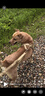 COCS狗繩牽引繩中大型犬背心式胸背帶可調(diào)節(jié)德牧馬犬邊牧防爆沖狗脖圈 胸背+反光牽引繩 L(建議體重45-75斤) 曬單實(shí)拍圖