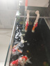 boxtech魚缸水泵大流量魚池潛水泵過濾器循環(huán)泵小型底吸側(cè)吸抽水水陸兩用 【3合1水泵25W】流量可調(diào)送16mm水管 曬單實(shí)拍圖