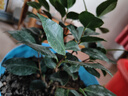 申堰香妃山茶花盆栽帶花苞五色赤丹花卉植物室內(nèi)好養(yǎng)茶花樹苗四季開花 1藍(lán)色妖姬六年苗帶花苞（包開花 不含盆 曬單實拍圖