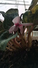 仙客來盆栽帶花大花重瓣花卉植物室內(nèi)花好養(yǎng)活四季開花陽臺(tái)仙鶴來 紫色【大花】花期帶花 13cm盆簡 曬單實(shí)拍圖