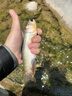 SHIMANO 禧瑪諾21新款卡迪夫CARDIFF NX路亞竿溪流微物竿馬口竿魚竿 1.63米 B54UL 槍柄 曬單實(shí)拍圖