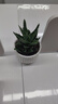 花翁盆栽室內花卉綠植仙人掌植物 大號蘆薈+郁金香陶瓷盆源頭直發(fā) 曬單實(shí)拍圖