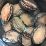 鮮太公【深海珍品】現捕鮮活大鮑魚(yú)  冷鏈直達 鎖鮮到家 活凍鮑魚(yú)500克/8頭【41-45g/只】5斤 曬單實(shí)拍圖