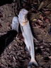 致尊坊高濃度黑坑鯉魚小藥紅棗膏正品黑糖大麥紅薯野釣魚餌料誘魚開口劑 超濃縮100ml紅棗膏+黑糖 曬單實拍圖