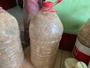 小麥飼料家禽飼料雞飼料雞飼料豆粕鴿糧鴿子糧豬飼料羊飼料麥麩皮 小麥40斤 曬單實(shí)拍圖