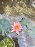 德國(guó)品質(zhì)睡蓮水培植物四季水養(yǎng)荷花根塊帶花苞水蓮花盆栽池塘大型 混色大睡蓮帶花芽 帶芽5棵 不含盆 曬單實(shí)拍圖
