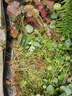 柯瑞柯林（CreClean） 草石隔離帶花園圍邊隔根帶隔草帶L型塑料擋土板黑色10cm高 曬單實(shí)拍圖