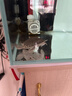人工豬鼻龜活體深水幼龜沉底飼料熱帶觀賞飛河龜龍魚伴侶配魚混養(yǎng) 7-8公分精品帶證 曬單實拍圖