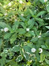 水花生克星爛根劑強(qiáng)力除草一掃光打水花生菱角空心蓮子除專用草劑 1瓶【試用裝】水花生專用 曬單實(shí)拍圖