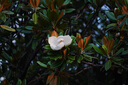 索尼（SONY） E 70-350mm F4.5-6.3 G OSS  APS-C畫幅超遠攝變焦G鏡頭 標配 曬單實拍圖