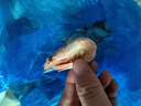 美加佳熟凍北極甜蝦腹籽凈重3斤 90/120規(guī)格  海鮮水產(chǎn) 熟凍甜蝦 曬單實拍圖