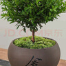 八芽 小葉赤楠盆景擺件室內(nèi)綠植花卉盆栽老樁客廳辦公室桌面好養(yǎng)植物 【推薦款】小葉赤楠+舍得紫砂盆+苔蘚鋪面+底座 曬單實(shí)拍圖