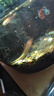 金苔鼠魚魚缸清潔魚工具魚魚缸除藻清理糞便小型熱帶觀賞魚魚活體 金苔鼠4條送備損2條【發(fā)6條】 曬單實(shí)拍圖