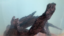 百因美（BIOZYM）魚(yú)缸造景水族箱底砂仿真造景水草假山沉木小魚(yú)缸造景套餐 一根沉木套餐 曬單實(shí)拍圖