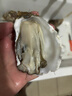 燈塔水母【鮮活】乳山生蠔牡蠣M號凈重5斤源頭直發(fā) 曬單實拍圖