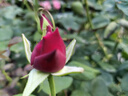 B.Duck【親子裝】小黃鴨童裝兒童短袖T恤男童純棉夏裝女童半袖上衣 陽(yáng)光黃 170 cm（成人） 曬單實(shí)拍圖