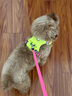 拉夫威爾ruffwear嗨輕狗狗胸背帶狗背帶中小型犬雪納瑞背帶式狗狗牽引繩 苔蘚綠 XXS 曬單實(shí)拍圖