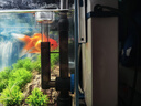 森森（SUNSUN）魚缸過濾器壁掛式抽水泵外置小型過濾桶YBG-400 5W 曬單實拍圖