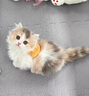 麥盯優(yōu)寵乳白拿破侖矮腳貓幼貓純種活體寵物貓黃白黑白藍(lán)白波斯系甜美寵物 寵物級(jí) 曬單實(shí)拍圖