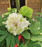 牡丹花苗大苗耐寒耐熱好養(yǎng)活牡丹帶花苞老樁樹(shù)苗庭院地栽觀賞牡丹 10年老樁牡丹【綠幕】帶土球 曬單實(shí)拍圖