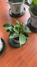 【吸甲醛植物】大葉金鉆盆栽室內(nèi)綠植辦公室客廳四季常青水培好養(yǎng) 一盆金鉆+塑料梅花盆 一盆三顆【下單就送顆粒肥】 曬單實(shí)拍圖
