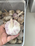 紫白皮蒜即食水果大蒜今年新鮮干蒜生鮮調料蒜瓣 大蒜凈重 4.7斤 曬單實拍圖