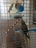 仟蕓純手養(yǎng)玄鳳鸚鵡活鳥黃化幼鳥鸚鵡雛鳥原始灰白子會說話會唱歌寵物 4個月手養(yǎng)[珍珠+原始]1對 曬單實拍圖