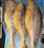 海名威 冷凍黃花魚700g/2條 寧德大黃魚地標 海鮮水產 生鮮魚類  曬單實拍圖