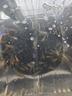 黑殼蝦除藻淡水活體寵物水草蝦清潔飼料工具魚(yú)缸小草缸造景觀(guān)賞蝦 黑殼蝦25+25抵損耗(中通) 曬單實(shí)拍圖