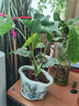 大葉春羽水培綠植花大葉龍鱗正品養(yǎng)不死的花卉綠植四季常青花卉活 大葉春羽含根總高40-50厘米2顆 不含瓶 曬單實拍圖