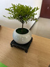 桐汝壁小葉赤楠老樁苗紫檀微景觀(guān)水培辦公室四季好養金絲楠木小綠植桌面 小葉赤楠+白玉圓陶盆+圓底托+苔 帶盆栽好 曬單實(shí)拍圖
