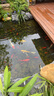 魚缸除藻去苔劑綠藻青苔一次凈清除劑專用綠水褐藻絲黑毛藻凈水劑 【2L】生態(tài)除藻王 曬單實(shí)拍圖