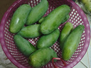 廣西百色田東桂七芒果9斤新鮮熱帶水果青皮桂7香芒當(dāng)季現(xiàn)摘整箱 5斤 特大果【單果250g+】 曬單實拍圖