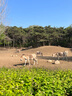 獨(dú)束大碼女裝藍(lán)白格紋微胖半身裙2025新款顯瘦裙子 夏日藍(lán) 3XL （尺碼：5） 曬單實(shí)拍圖