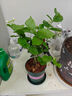 開時(shí)果 茉莉花盆栽濃香型 桌面綠植物陽臺(tái)花卉樹苗盆景擺件源頭直發(fā)包郵 精品茉莉花5-10株【加侖盆】 曬單實(shí)拍圖