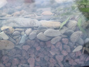 悠梵萌精品火山石魚缸鋪底水族造景養(yǎng)魚過濾石綠植營養(yǎng)土天然鋪面石5斤 曬單實拍圖