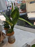 花點(diǎn)時(shí)間（Reflower）水培植物辦公室桌面切枝花卉盆栽室內客廳盆景高級綠植 【龜背竹2株】高度50-60-含U型玻璃花瓶 曬單實(shí)拍圖