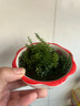 骉祥海葡萄鹽漬新鮮海洋綠色蔬菜植物界的魚子醬海藻草涼拌菜100ge 兒童海葡萄1袋*100g 曬單實拍圖