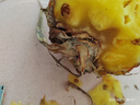 海南金鉆鳳梨 新鮮水果手撕鳳梨孕婦水果 果園直發(fā)整箱包郵非菠蘿 【嘗鮮】1粒裝鳳梨 單果500g起 曬單實拍圖
