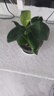 金鉆花卉綠植四季開花濃香盆栽室內(nèi)面客廳凈化空氣好養(yǎng)活 金鉆橙色 不含盆 金鉆紅色 曬單實拍圖
