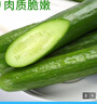 灃御園山東水果黃瓜 小青瓜無刺荷蘭黃瓜嫩青瓜生吃蘸醬新鮮水果 4.5斤 裝約14到25根 曬單實拍圖