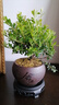 八芽 小葉赤楠盆景擺件室內(nèi)綠植花卉盆栽老樁客廳辦公室桌面好養(yǎng)植物 （【熱銷款】舍得紫砂盆赤楠+苔蘚+底座） 曬單實(shí)拍圖