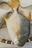 一蝦一世界 國產(chǎn)新鮮冷凍無冰衣白鯧魚/金鯧魚 清蒸香煎燒烤食材 新鮮捕撈 金鯧魚凈重400-500g*4條 曬單實拍圖