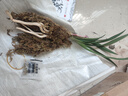 劉閣蘭花蘭花苗盆栽夏帶花苞發(fā)貨名貴花卉 金秋歲月四季開花綠植室內(nèi)香蘭 富山奇蝶2苗帶盆土肥,說明書 曬單實(shí)拍圖