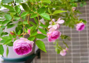月季花苗四季開(kāi)花大花濃香型灌木月季苗庭院陽(yáng)臺盆栽地栽玫瑰花苗 瑪姬嬸嬸【小花濃香，多季節開(kāi)花】 扦插小苗15-25cm高 1棵 曬單實(shí)拍圖