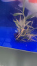 逸樂(lè )寵魚(yú)缸水草活體魚(yú)缸造景懶人水草套餐有莖類(lèi)水榕前中后景水蘭珍珠皇冠真水草水蘭水族箱裝飾小魚(yú)缸造景 南美青竹10顆配陶瓷環(huán) 曬單實(shí)拍圖