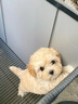 泰迪幼犬純種灰泰迪貴賓犬茶杯犬長(zhǎng)不大小體狗小型犬活體狗寵物狗 寵物級(jí) 香檳泰迪 公 曬單實(shí)拍圖