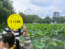 李寧翻領(lǐng)短袖POLO衫女子2025春季新款時(shí)尚條紋休閑運(yùn)動(dòng)上衣APLV164 曬單實(shí)拍圖